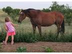 Adopt Outlaw a Quarterhorse, Thoroughbred