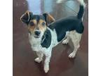 Adopt Champ a Jack Russell Terrier