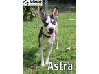 Adopt Astra a Mixed Breed