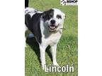Adopt Lincoln a Mixed Breed