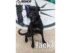 Adopt Jack a Mixed Breed