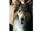 Adopt Cloud a Shetland Sheepdog / Sheltie