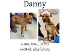 Adopt Danny a Mixed Breed