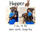 Adopt Hopper a Mixed Breed