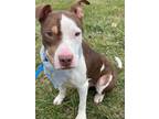 Adopt Rusty (Milo) a Pit Bull Terrier