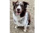 Adopt Waylon a Australian Shepherd