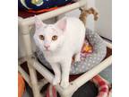 Adopt Nick a Domestic Short Hair