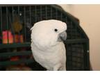 Adopt Baby2 a Cockatoo