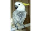 Adopt Johnee a Cockatoo