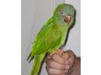 Adopt Kirby a Conure