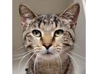 Adopt Myles a Domestic Short Hair