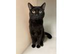 Adopt Shadow a Domestic Short Hair