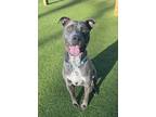 Adopt Jeremy a Pit Bull Terrier, Mixed Breed