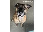 Adopt Maximus a Shepherd