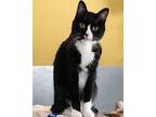 Adopt Carlito a Domestic Short Hair