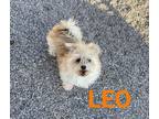Adopt LEO a Terrier