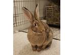 Adopt Kiwi a Bunny Rabbit