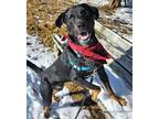 Adopt Harvey a Labrador Retriever, Australian Cattle Dog / Blue Heeler