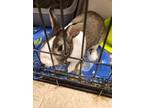 Adopt Brownie a Bunny Rabbit