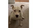 Adopt Sam a American Staffordshire Terrier, Pit Bull Terrier