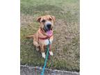 Adopt Buddy a Shar-Pei, Terrier