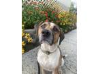 Adopt Gomer a Rhodesian Ridgeback