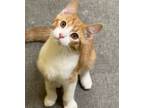 Adopt Prancer a Domestic Short Hair