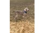 Adopt Quintin a Weimaraner