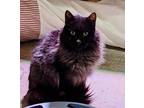 Adopt Panther a Maine Coon