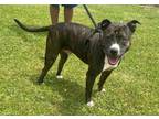 Adopt Abel a American Staffordshire Terrier