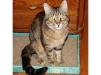 Adopt Spidey a Tabby, Domestic Short Hair