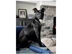 Adopt Tex (Fostered in Elkhorn) a Australian Cattle Dog / Blue Heeler