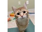 Adopt Whiskey a Domestic Short Hair