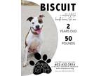 Adopt Biscuit a American Staffordshire Terrier