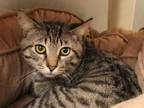 Adopt Scotty a Tabby