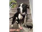 Adopt Charlie (In-Foster) a Pit Bull Terrier