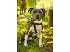Adopt Archer a American Staffordshire Terrier