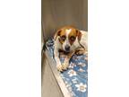 Adopt Spike a Beagle