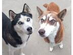 Adopt Kavic & Macy a Siberian Husky