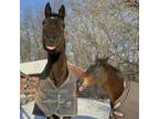 Adopt Dean Verdile a Quarterhorse