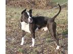 Adopt Neptune (Neutered) (Photos 12/16/2023) a American Staffordshire Terrier