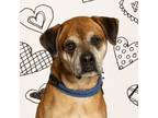 Adopt Roger a Boxer