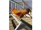 Adopt Pasta & Linguini a Chicken