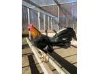 Adopt Remy a Chicken