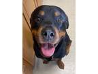 Adopt LOUIE a Rottweiler