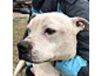 Adopt Robo a American Staffordshire Terrier