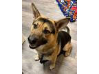 Adopt Apollo a German Shepherd Dog