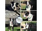 Adopt Polyester a Mixed Breed