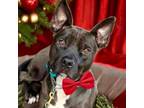Adopt THOMAS aka "The Professor" a Pit Bull Terrier