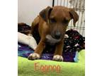 Adopt Eggnog a Boxer, Hound